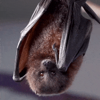 bats-animated-gifs-gameznet 01.gif